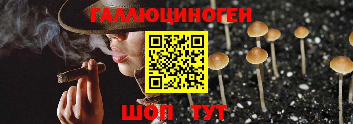Псилоцибиновые грибы Psilocybine cubensis Чистополь